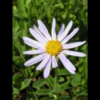 Aster Alpinus (fam. Asteracees)(rg arctiques et alpes) (01)